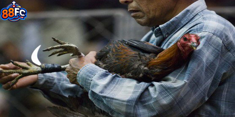 Lý giải chi tiết về đá gà phiên bản cựa dao