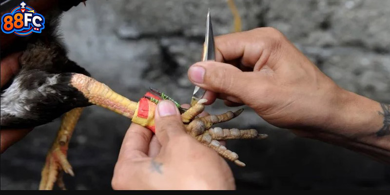 Quy trình thực hiện khi tham gia đặt cược trận đá gà